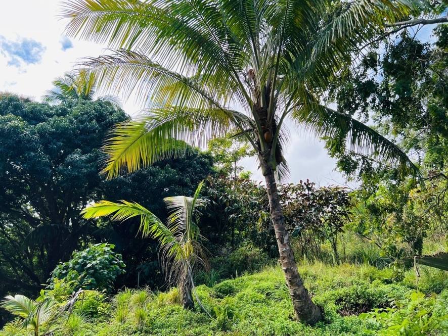 27544 ALAKAHI PL Land for Sale in PAPAIKOU 667947 Hawaii Life