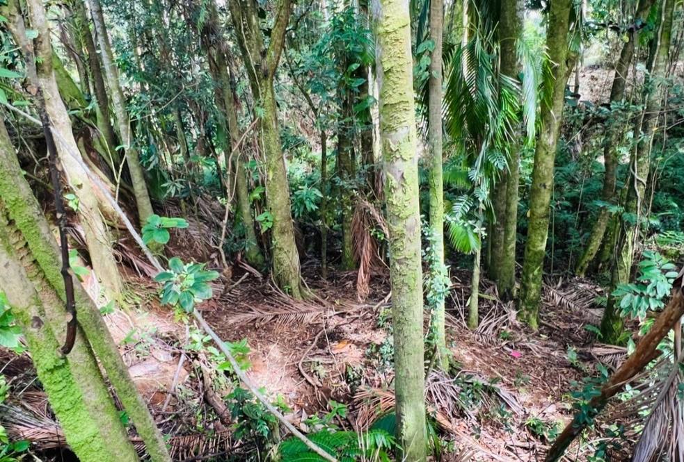 27544 ALAKAHI PL Land for Sale in PAPAIKOU 667947 Hawaii Life