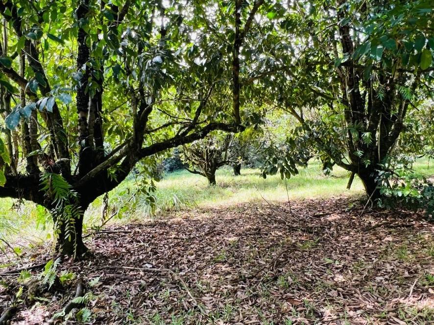 27544 ALAKAHI PL Land for Sale in PAPAIKOU 667947 Hawaii Life