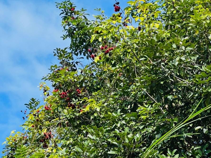 27544 ALAKAHI PL Land for Sale in PAPAIKOU 667947 Hawaii Life