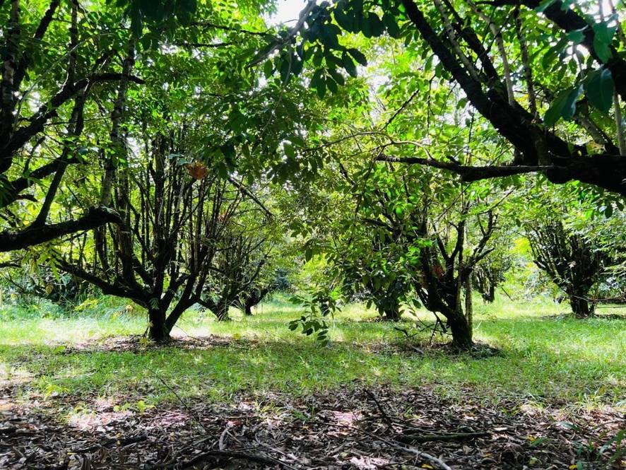 27544 ALAKAHI PL Land for Sale in PAPAIKOU 667947 Hawaii Life