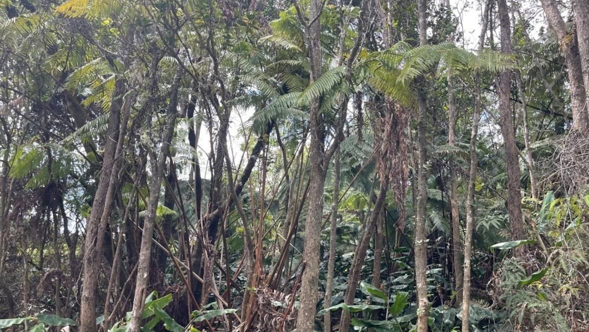 194273 KEKOANUI BLVD Land for Sale in VOLCANO 667605 Hawaii Life