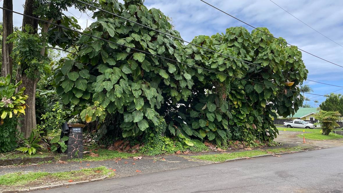 314 LEHUA ST Land for Sale in HILO 702022 Hawaii Life