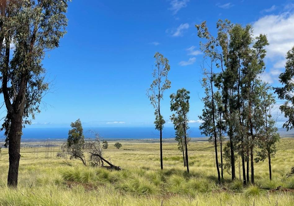 Mamaloha Highway Land for Sale in KAMUELA 669581 Robert Chancer
