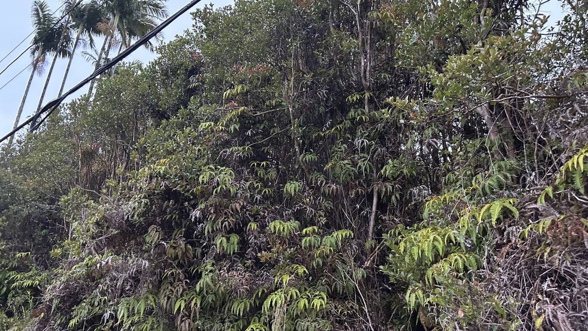 ROAD 8 Land for Sale in VOLCANO 702869 Hawaii Life