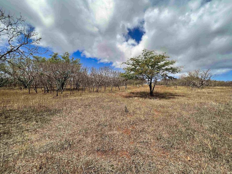 Lot 38 Kalua Koi Rd Land for Sale in Maunaloa 399336 Hawaii Life