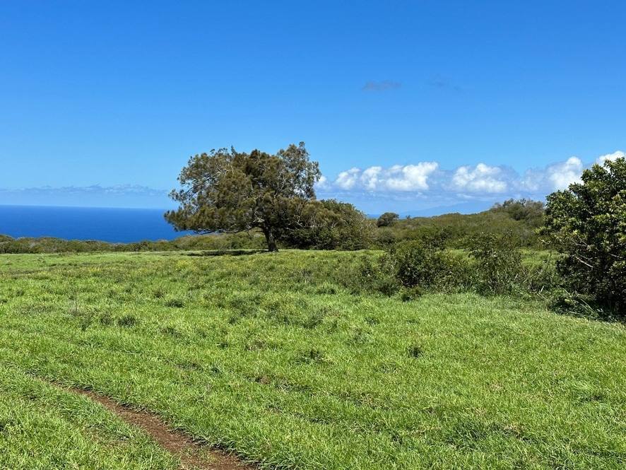 562839 HONOIPU PUUHUE RD Land for Sale in Hawi 669545 Steve