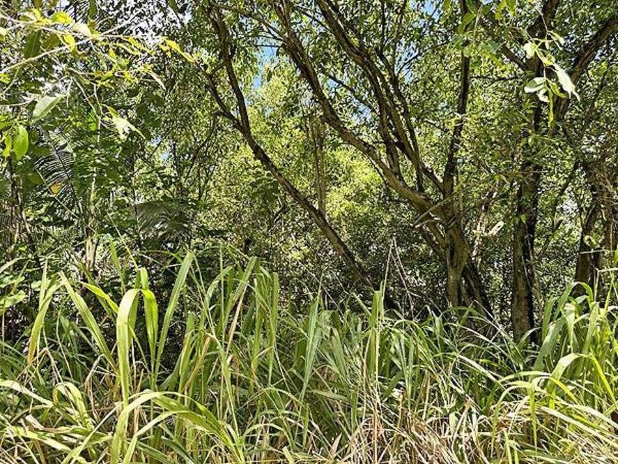 127834 KALAPANA KAPOHO BEACH RD Land for Sale in PAHOA 702928 Hawaii Life