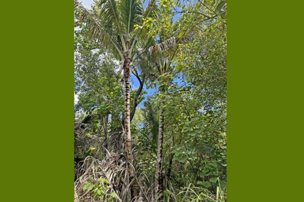 127834 KALAPANA KAPOHO BEACH RD Land for Sale in PAHOA 702928 Hawaii Life