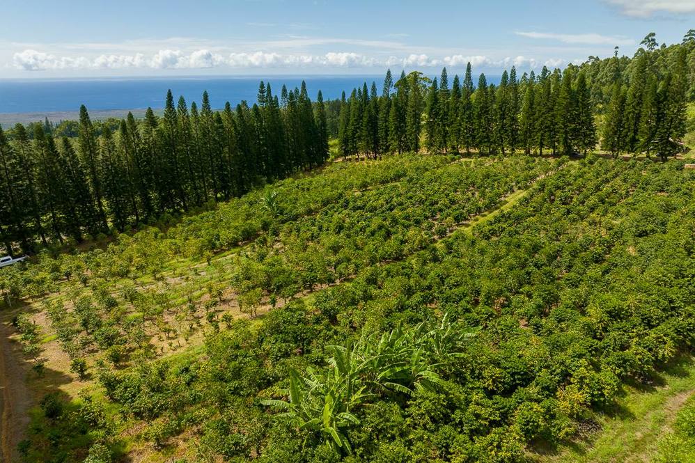 Land for Sale in Pahala 670847 Mike Despard Hawaii Life