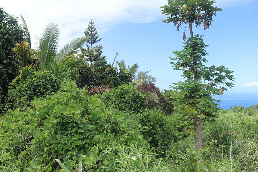 MAUNALOA AVE Land for Sale in CAPTAIN COOK 704563 Hawaii Life