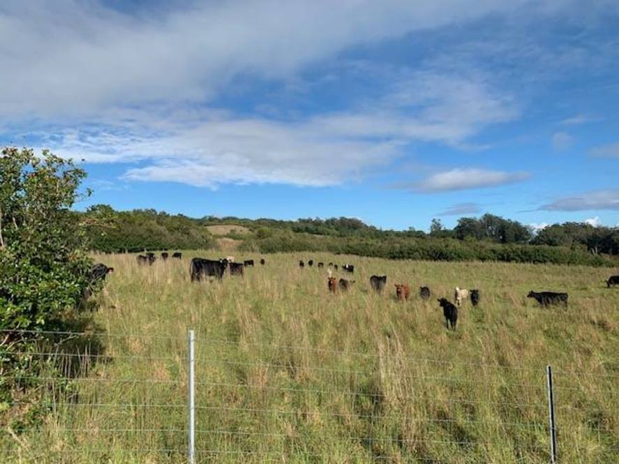 Land for Sale in HONOKAA 704411 Hawaii Life