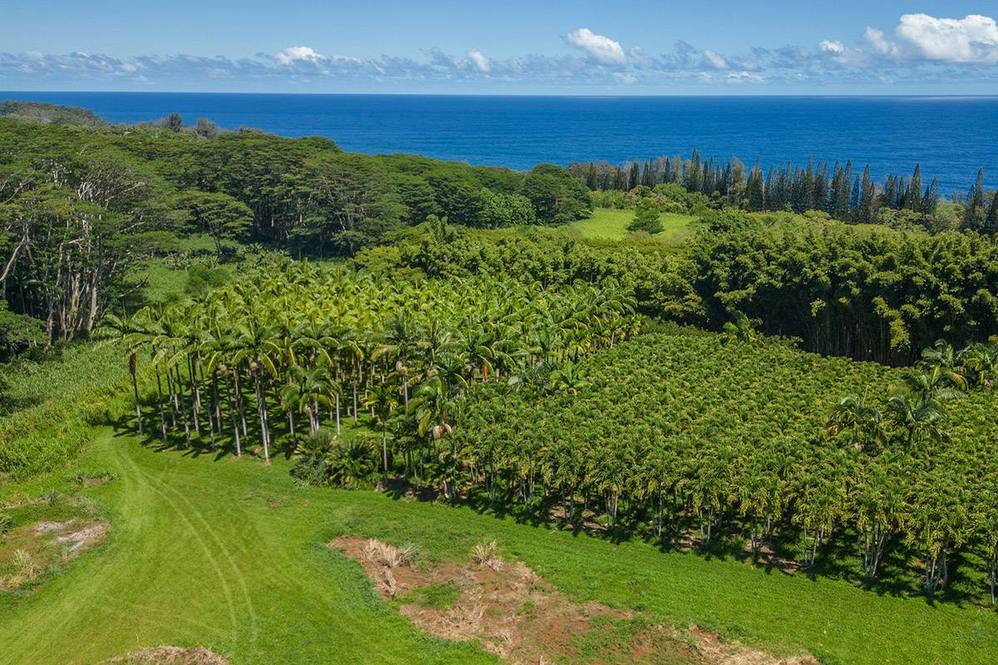 281829 OLD MAMALAHOA HWY Land for Sale in HONOMU 704507 Hawaii Life