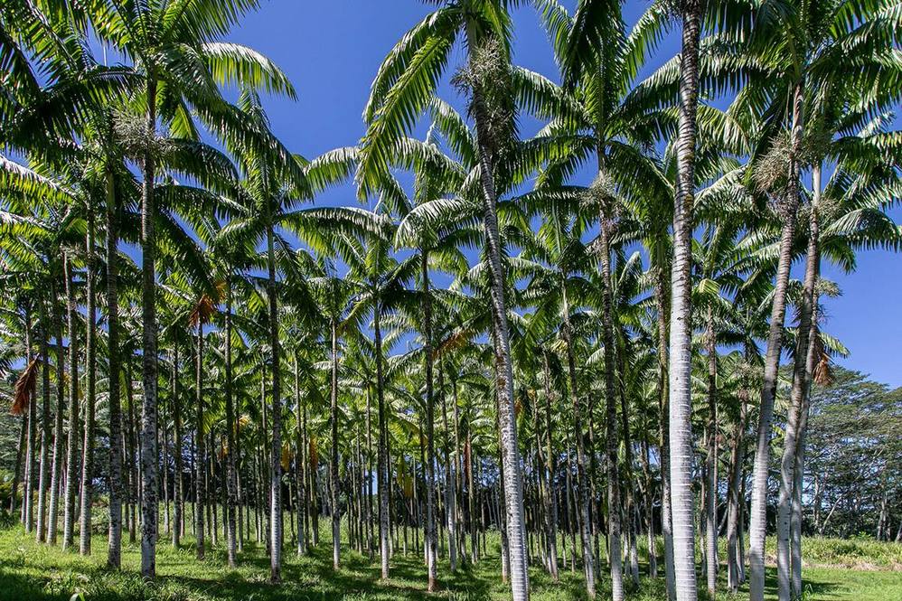 281829 OLD MAMALAHOA HWY Land for Sale in HONOMU 704507 Hawaii Life