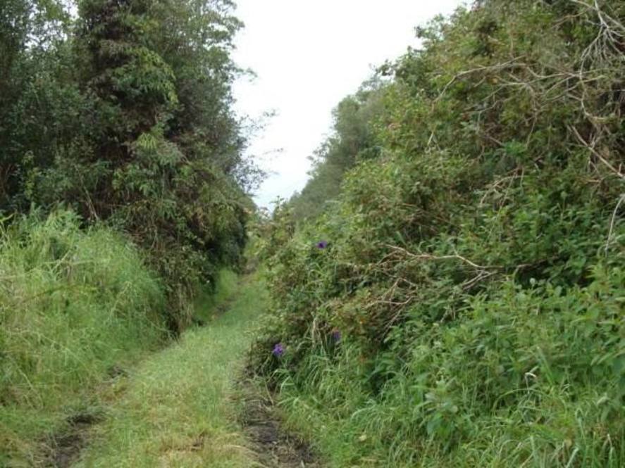 Land for Sale in VOLCANO 706956 Hawaii Life
