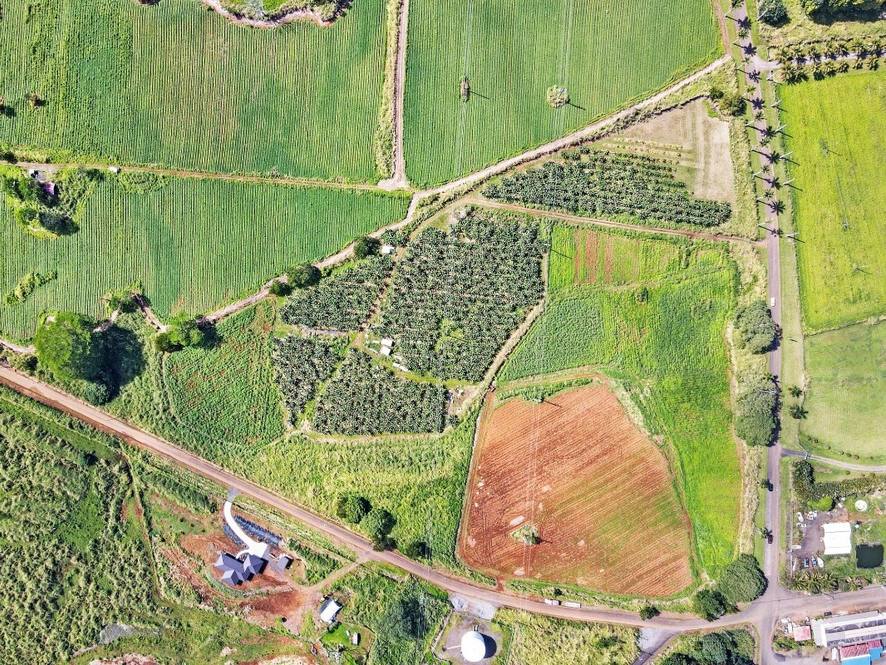 Orchards at Pepeekeo Land for Sale in PEPEEKEO 671112 Hawaii Life