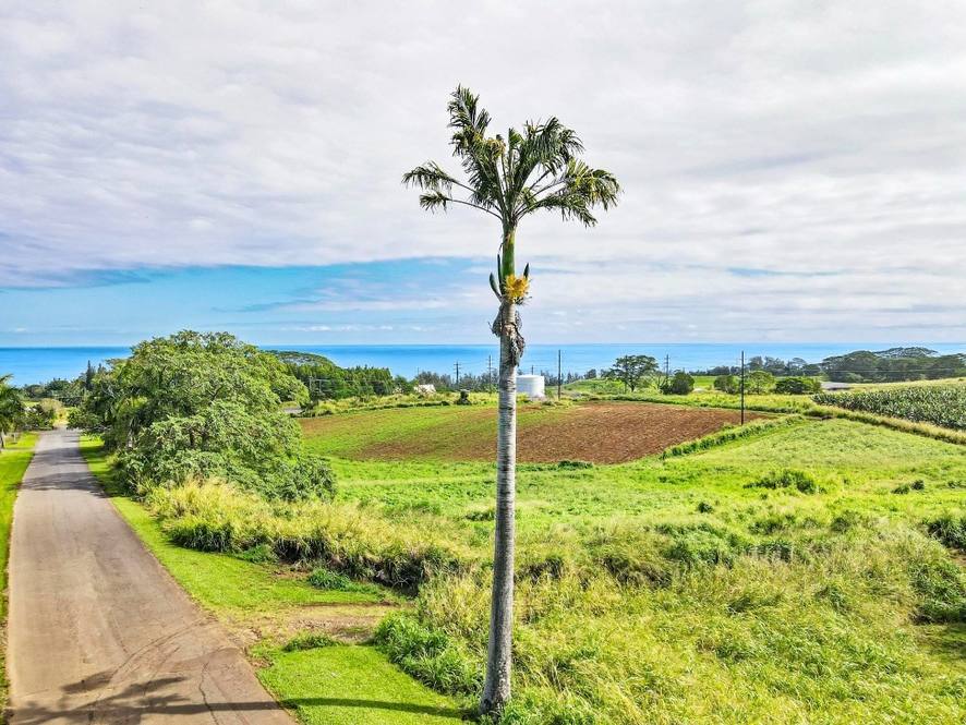 Orchards at Pepeekeo Land for Sale in PEPEEKEO 671112 Hawaii Life