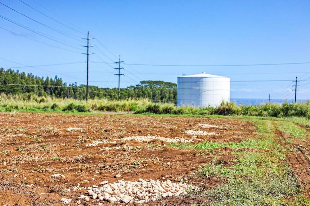 Orchards at Pepeekeo Land for Sale in PEPEEKEO 671112 Hawaii Life