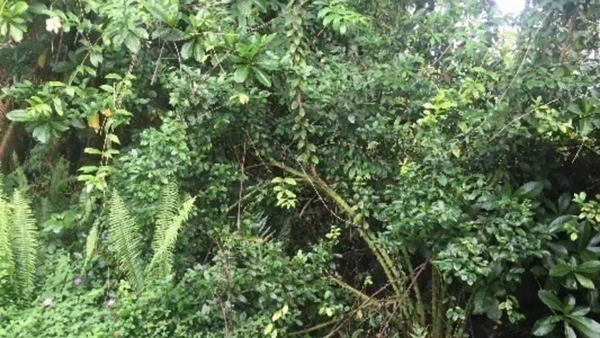 KALAPANA ST Land for Sale in PAHOA 671132 Hawaii Life