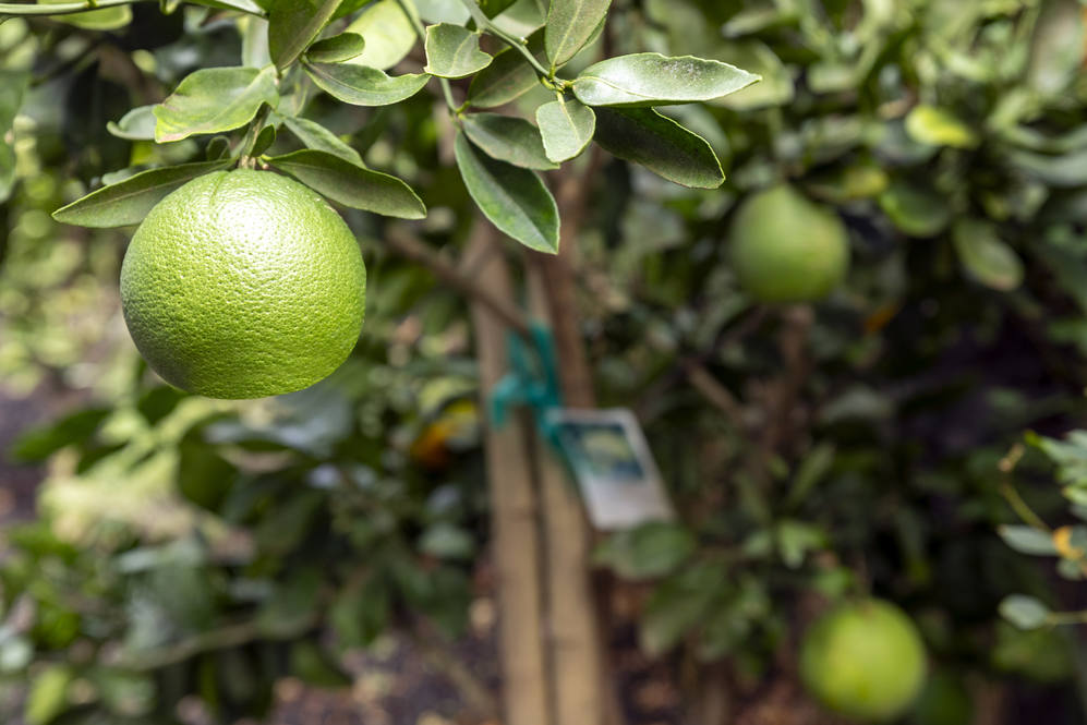 683665 ELEELE ST House for Sale in WAIKOLOA 707567 Nicole