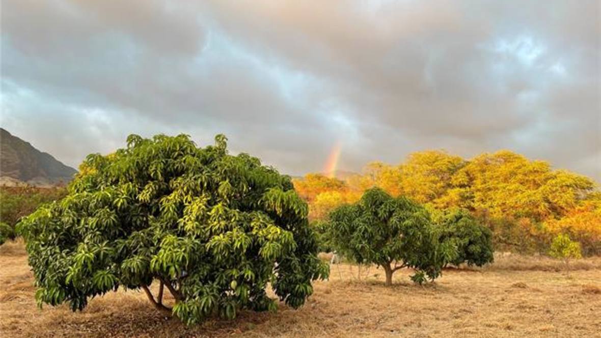 85775A Waianae Valley Road House for Sale in Waianae 202324887