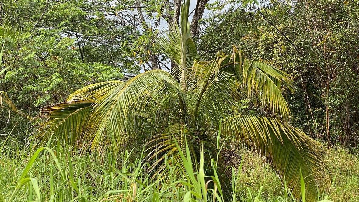 188035 KULANI RD Land for Sale in MOUNTAIN VIEW 708432 Hawaii Life