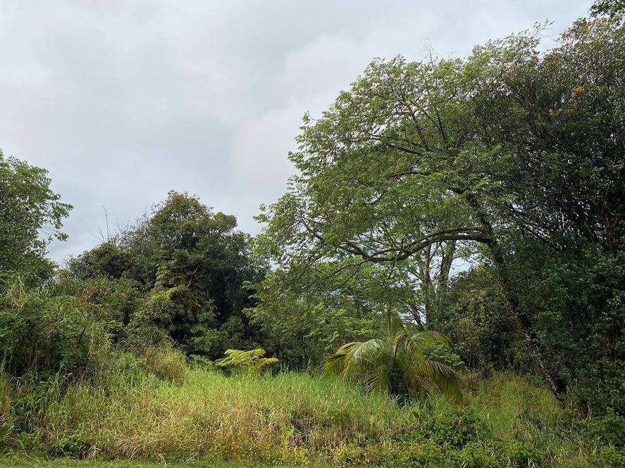 188035 KULANI RD Land for Sale in MOUNTAIN VIEW 708432 Hawaii Life