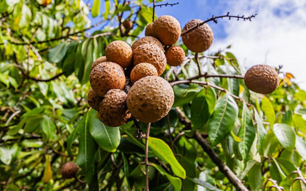 KAIWIKI HOMESTEAD RD Land for Sale in HAKALAU 707316 Hawaii Life