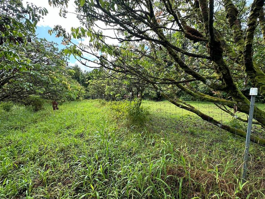 KAIWIKI HOMESTEAD RD Land for Sale in HAKALAU 707316 Hawaii Life