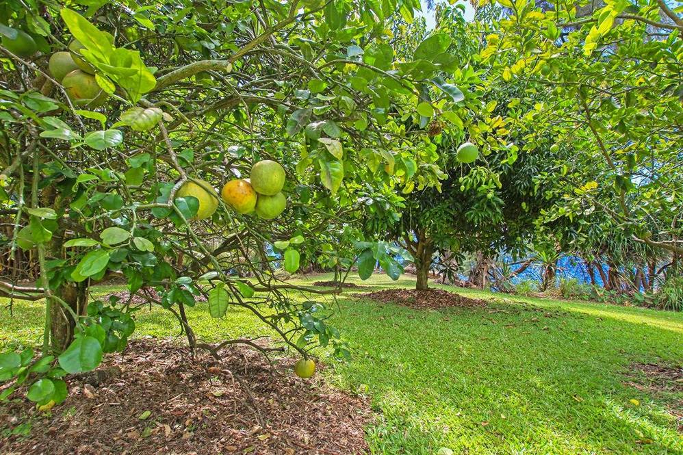 293792 Hawaii Belt Road Land for Sale in Hakalau 708329 Hawaii Life