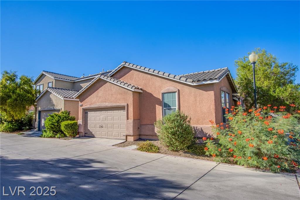 2624 Feather Cactus CT