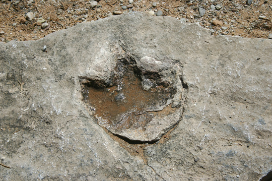 Dinosaur Footprint