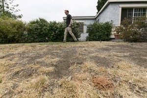 Low Maintenance Landscaping and Water Conservation xeriscape