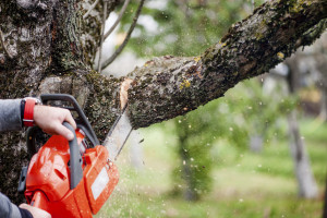 tree trimming rental home