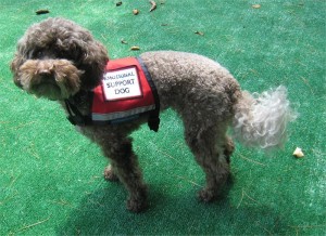 service animals