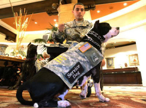 emotional support service dog pit bull
