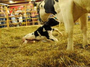 top 5 state fairs