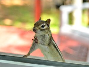 Curious Chipmunk is Peering Through the Window of Your New Braunfels Rental Property