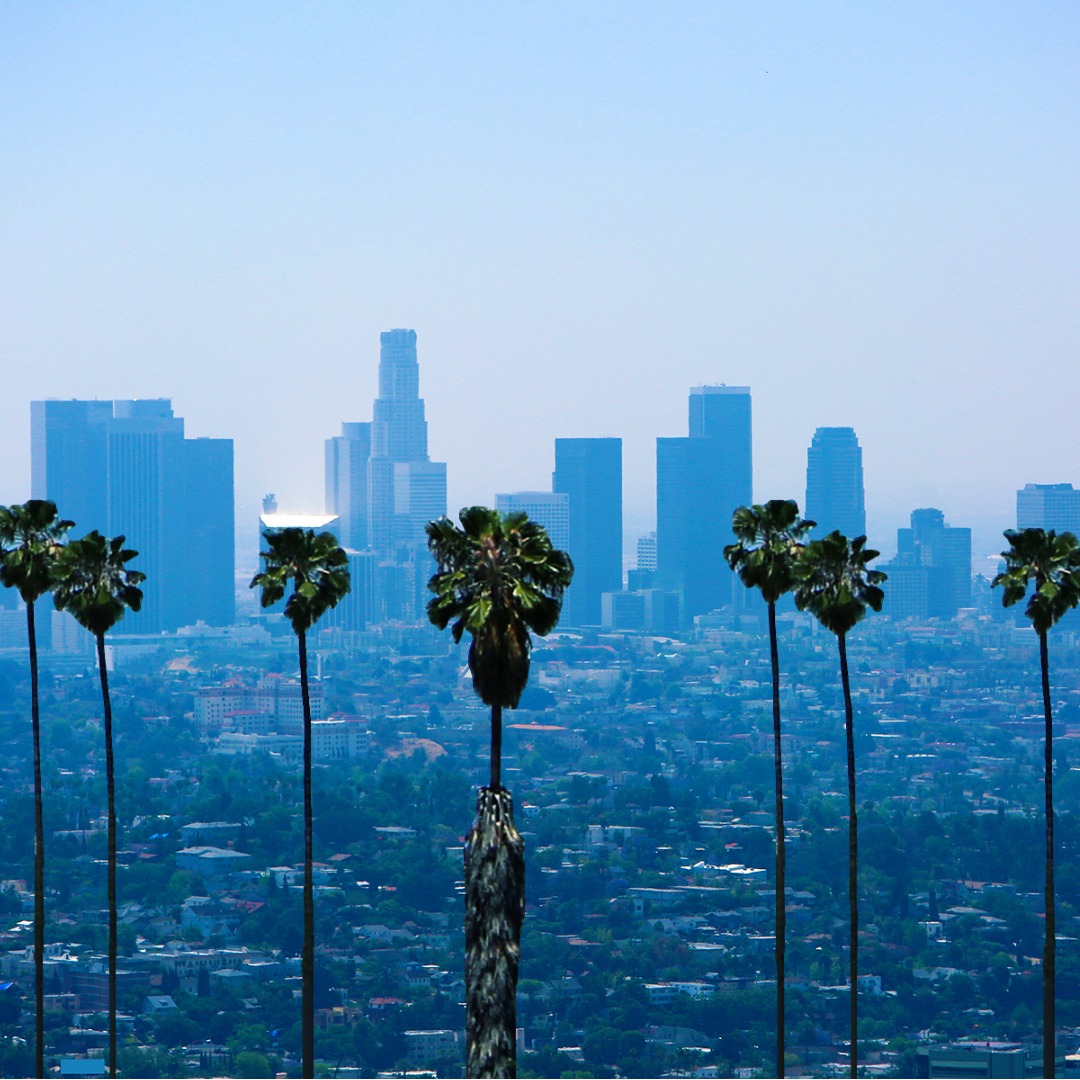 A View of Palm Trees against the Los Angeles Cityscape Real Property