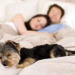 Allowing Pets