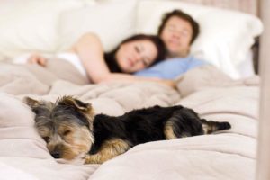 Allowing Pets