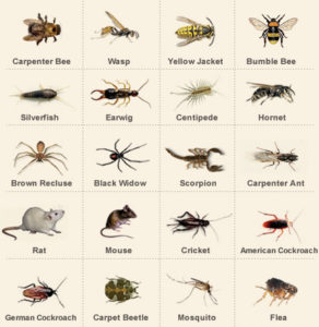 Pest Control Tips