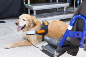 Falsifying Your Pet's Service Animal Certification