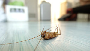 How to get rid of pests in your Home