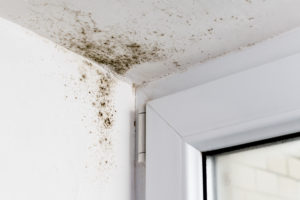 mold remediation
