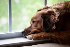 How to Handle Abandoned Pets