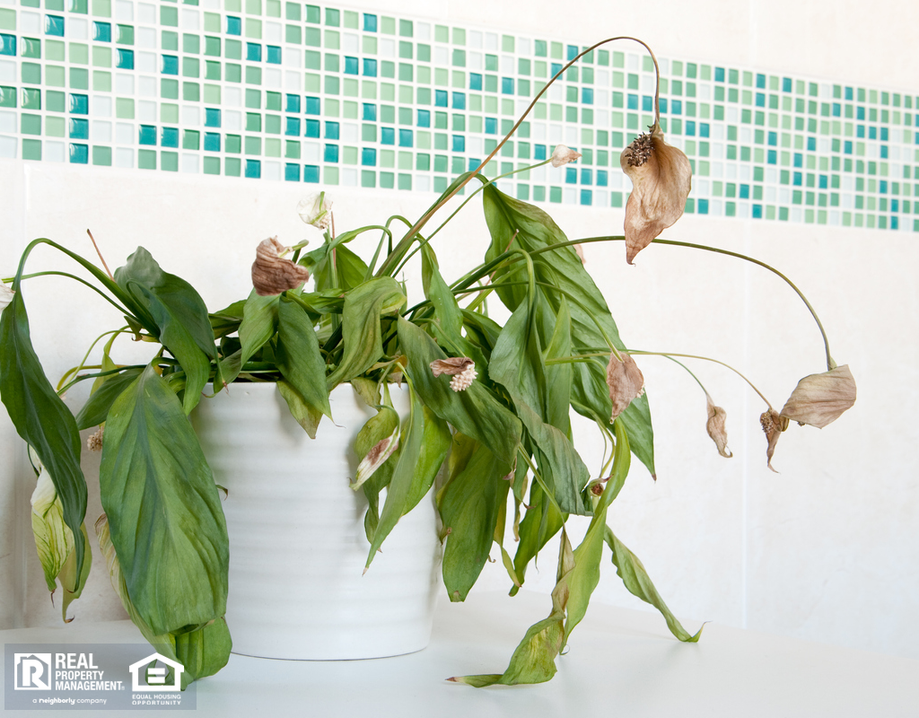 Dead Peace Lily in Pocatello Bathroom