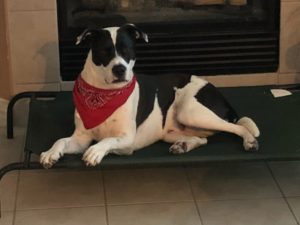 Pet Restrictions for Your Rental Property