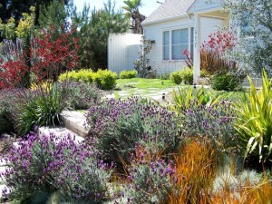 drought resistant garden for your rental properties in west los angeles and south bay