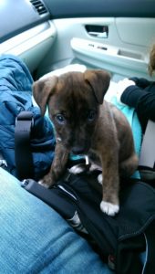 Pets in Rentals